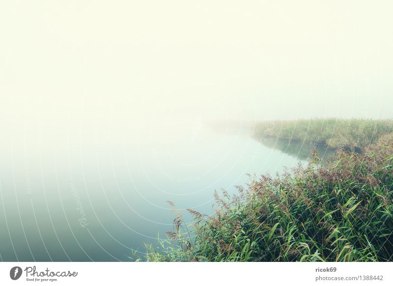 fog Nature Landscape Plant Water Weather Fog River Green Calm Warnov Common Reed bank Rostock Mecklenburg-Western Pomerania Dreary Haze Aquatic plant