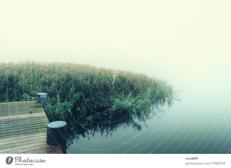 Fog at the river Nature Landscape Plant Water Weather River Green Climate Calm Warnov Common Reed Footbridge bank Rostock Mecklenburg-Western Pomerania Dreary