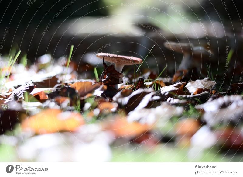 At the centre Food Mushroom Thanksgiving Environment Nature Landscape Plant Brown Green Contentment Autumn autumn light Collection Colour photo Exterior shot