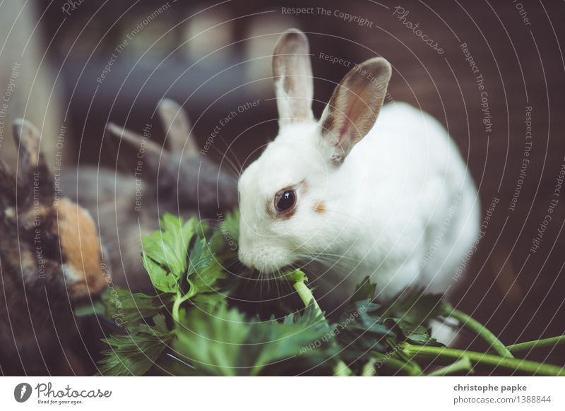 vegetarian feeding Animal Pet Animal face 1 3 Group of animals To feed Cuddly Cute Hare & Rabbit & Bunny Eating Feeding Colour photo Subdued colour