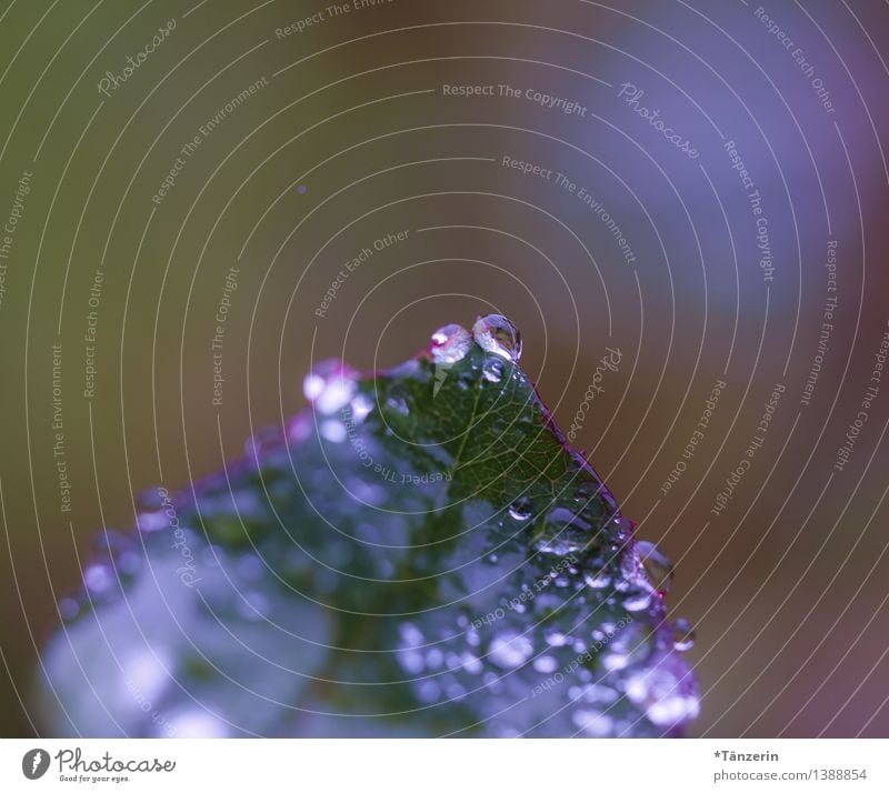 To the top Nature Plant Elements Water Drops of water Autumn Bad weather Rain Rose Leaf Esthetic Fresh Wet Beautiful Green Violet Attentive Calm Sadness Grief