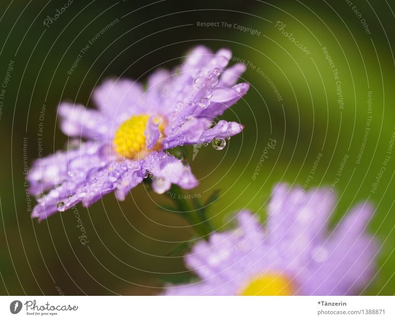 Autumn weather II Nature Plant Elements Water Drops of water Weather Bad weather Rain Blossom Aster Happiness Fresh Healthy Wet Natural Positive Green Pink