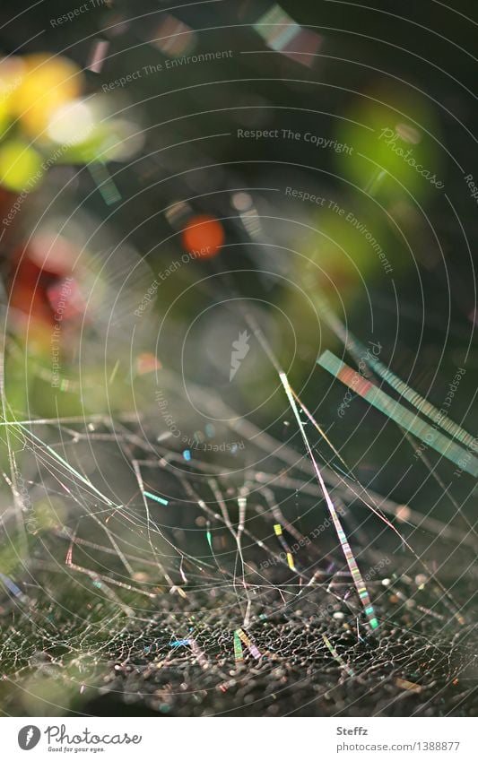 Spider web with light reflections Spider's web Network Cobwebby spiderweb Asymmetry Reticular cross-linked havoc Chaos Connections Interlaced intertwined