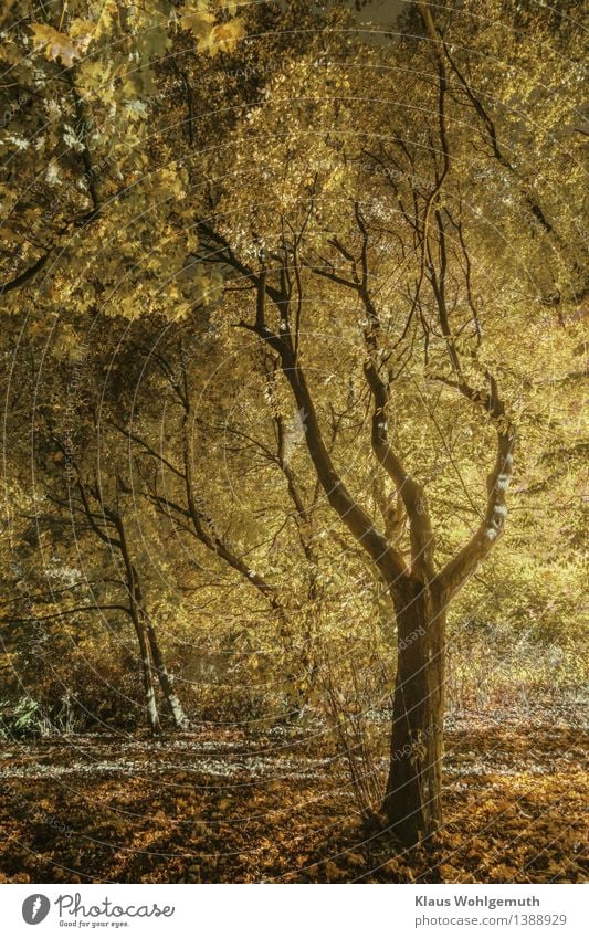 Autumn in the park Environment Nature Plant Tree Park Illuminate Stand Brown Yellow Gold Gray Deciduous tree Deciduous forest Autumn leaves Colour photo