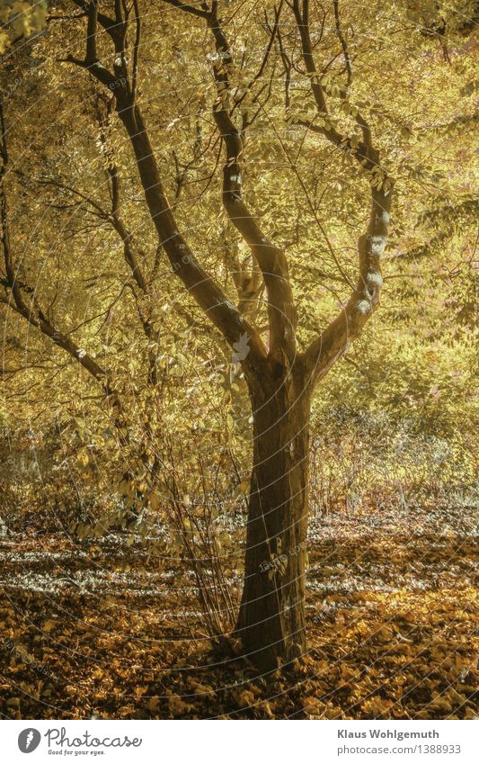 Dancing hornbeam Environment Nature Plant Autumn Tree Leaf white beech Beech tree Park Forest Illuminate Stand Dance Brown Yellow Gold Gray Idyll Colour photo