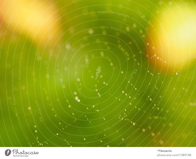 Network Nature Sunlight Summer Autumn Beautiful weather Garden Park Meadow Friendliness Happiness Fresh Positive Yellow Green dew drops Spider's web