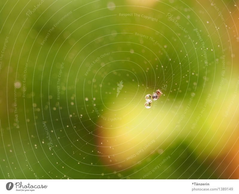 Pearls in net IV Environment Nature Elements Drops of water Animal Spider 1 Esthetic Fresh Wet Natural Positive Beautiful Yellow Green Spider's web Dew