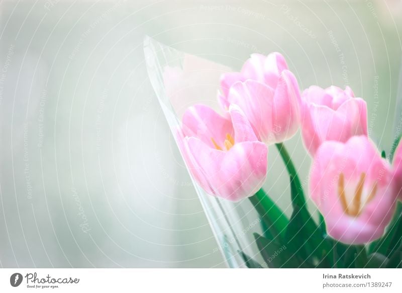 tulips Nature Plant Flower Tulip Blossom Authentic Simple Cute Beautiful Tulip blossom Card Colour photo Studio shot Deserted Copy Space right Light Blur