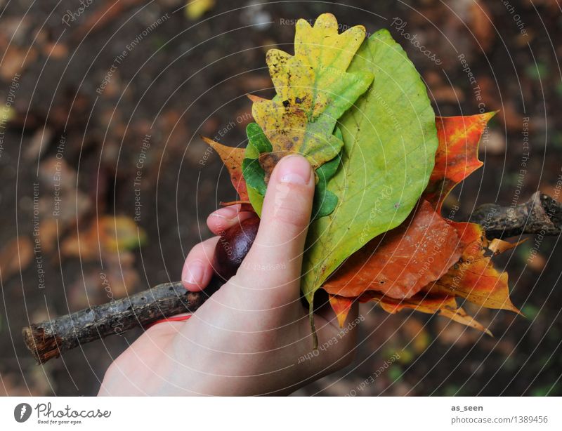 finds Trip Life Hand Fingers Environment Nature Plant Earth Autumn Leaf Autumn leaves Oak leaf Beech leaf Branch Chestnut Maple leaf Garden Park Old To hold on