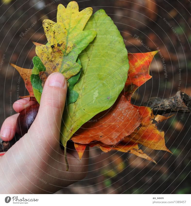 autumn treasures Infancy Life Hand Fingers Environment Nature Plant Earth Autumn Climate Leaf Oak leaf Beech leaf Maple leaf Chestnut Branch Park Forest