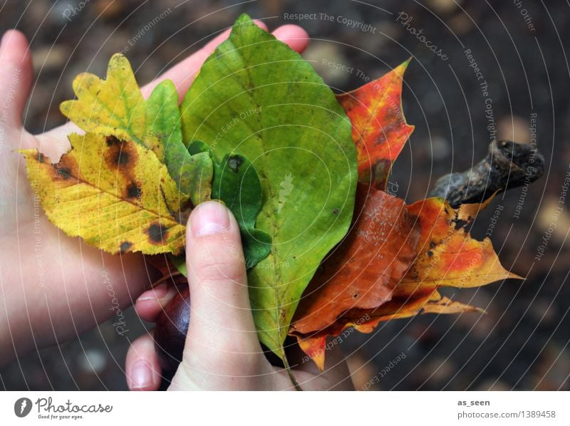 Rainbow in autumn Hand Fingers Environment Nature Plant Earth Autumn Tree Leaf Autumnal Autumn leaves Beech leaf Maple leaf Oak tree Oak leaf Branch Chestnut