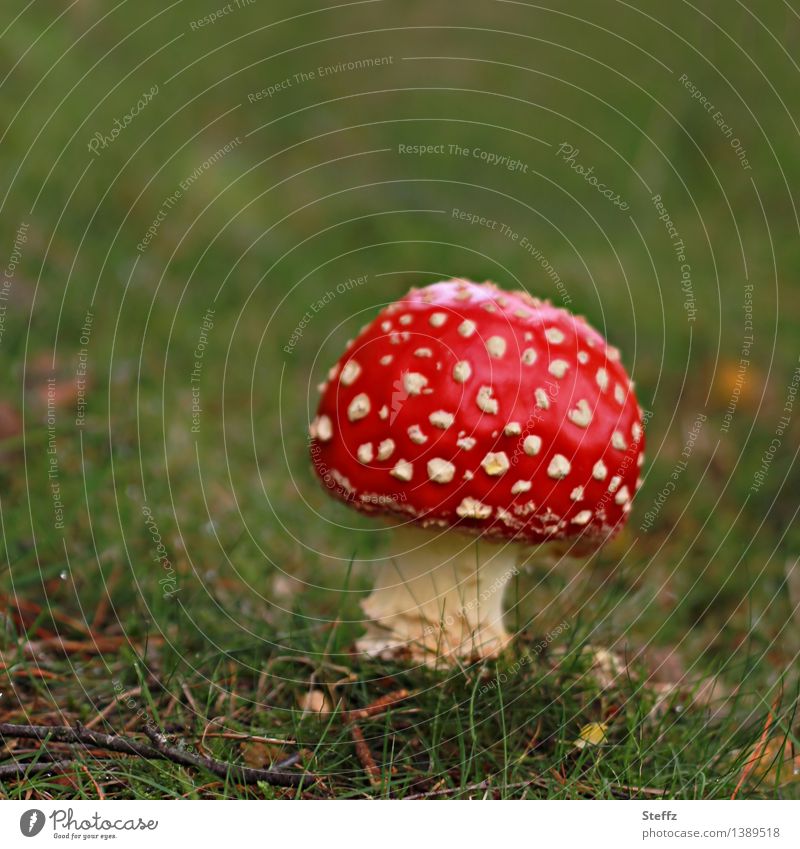 a Red Riding Hood Amanita mushroom Mushroom red fungus Good luck charm red mushroom hat Mushroom cap toxic fungus Seasons Amanita Muscaria Woodground Clearing