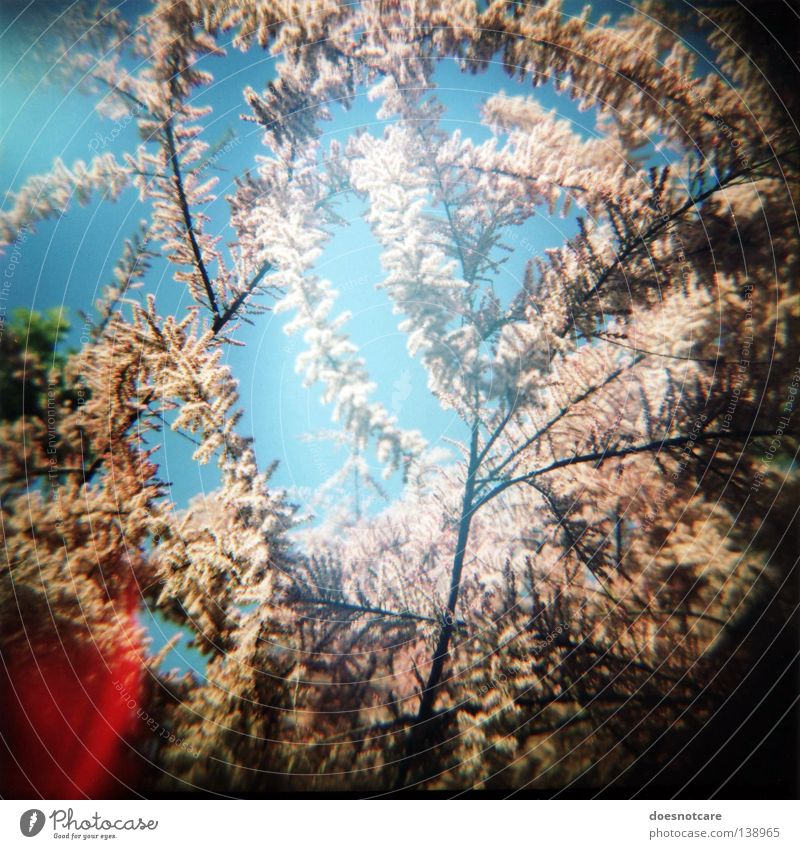 the burning bush. (sommer im herzen.) Summer Plant Spring Tree Bushes Blossom Pink Pollen Diana Lomography Light leak Vignetting Twigs and branches Deserted