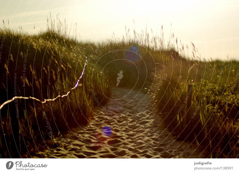 in a moment ... Beach Western Beach Darss Grass Vacation & Travel Back-light Physics Beautiful Coast Ocean Colour Sand Beach dune beach crossing fischland-darß