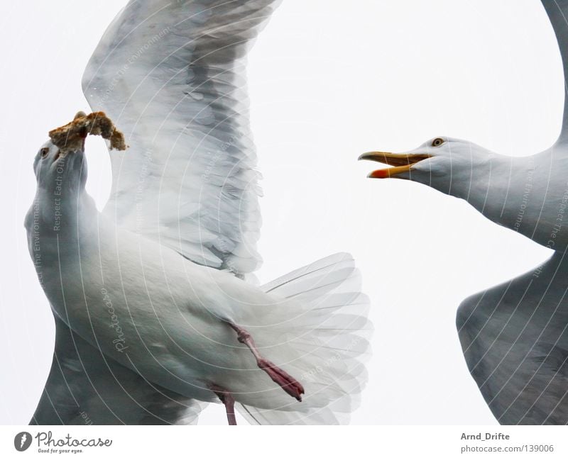 Mine! Norway Catch To feed Cold Fight Ocean Seagull Arctic Ocean White Bird Feather Fjord Flying Bright Sky waterfowl