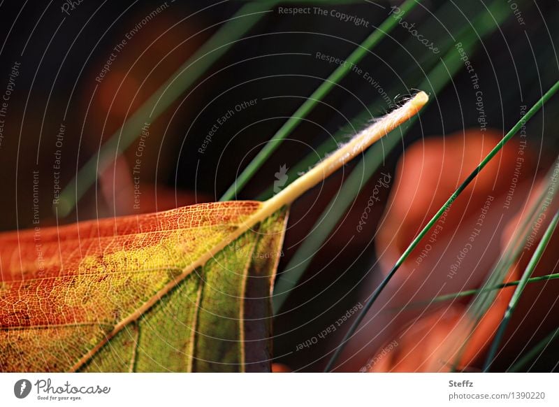 Autumn leaf lies in the grass autumn leaf Autumn leaves Rachis Beech leaf Leaf Woodground Grass Autumnal leaves fall lie on grass autumn photo