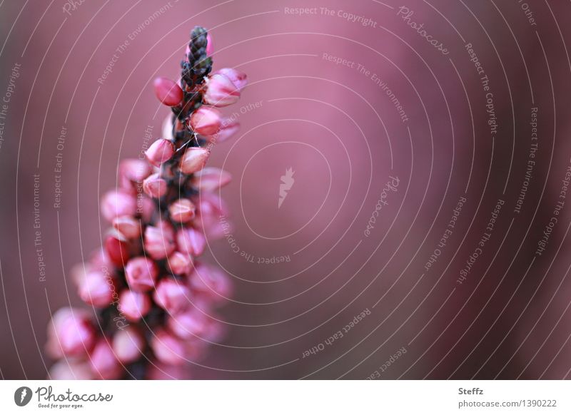 Ornamental heather blooms romantic heather blossom Ornamental Heather Heathland broom heathen Domestic Nordic heather bush Romance Picturesque idyllically