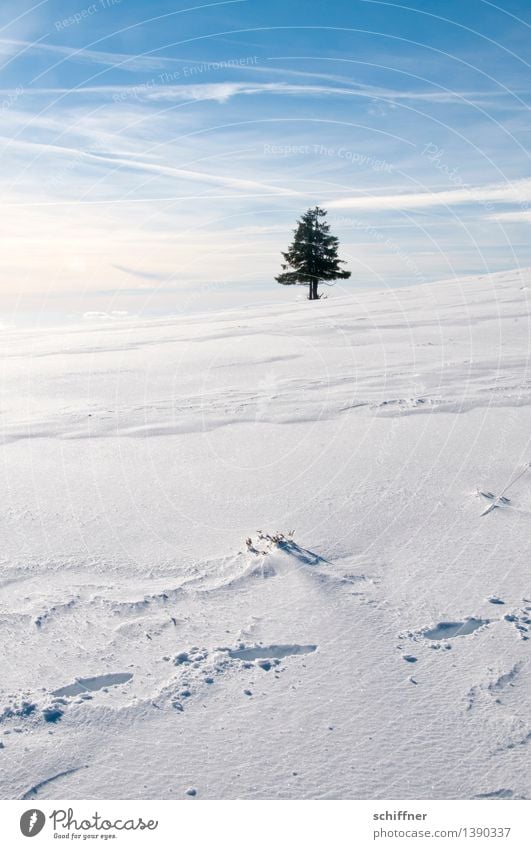 Ä Tännchen, Ä Tännchen! Environment Nature Sunlight Winter Beautiful weather Ice Frost Snow Plant Tree Stand Blue White Loneliness Individual 1 Fir tree