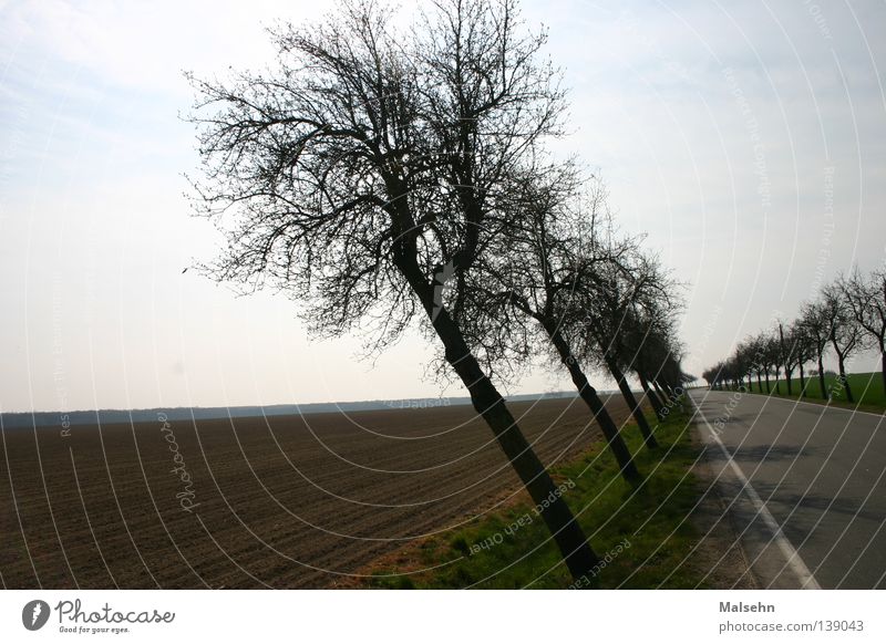 sloping avenue Avenue Tree Margin of a field Exterior shot Traffic infrastructure Street street trees Crazy Tilt