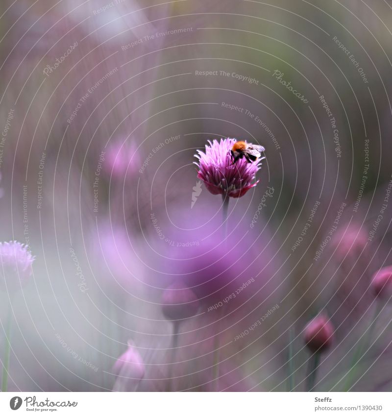 a summer daydream Chives chive blossom Idyll idyllically Bee summer idyll Romance romantic May June Afternoon summery impression early summer afternoon light