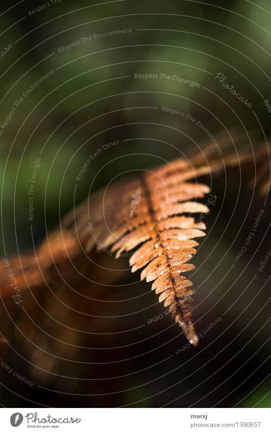 Autumnally coloured Fern Foliage plant Illuminate Hope Autumnal colours Past Dyeing Decline Colour photo Multicoloured Deserted Copy Space top Day