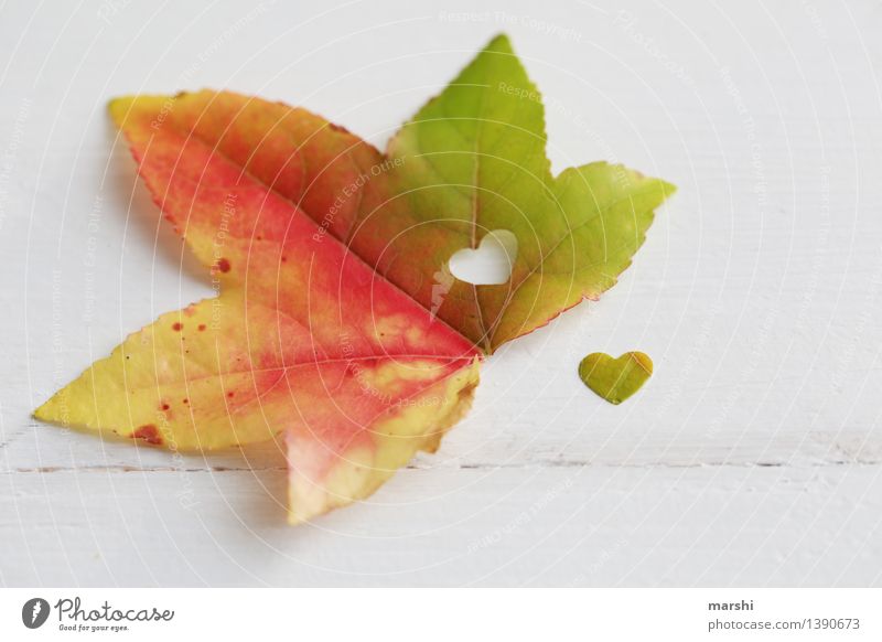 colourful heart Nature Plant Leaf Emotions Heart Love Autumn Autumnal Maple tree Multicoloured Isolated Image Infatuation love in autumn Seasons Colour photo