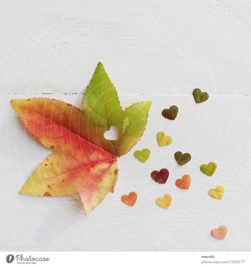 Autumn Love III Nature Plant Leaf Emotions Moody Sincere Heart Maple tree Garden Infatuation Autumnal Seasons Still Life Multicoloured Colour photo