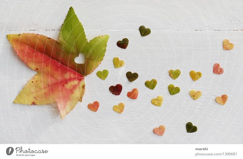 Autumn Love II Nature Plant Tree Leaf Emotions Moody Heart Sincere Maple tree Multicoloured Autumnal Heart-shaped Colour photo Interior shot Studio shot