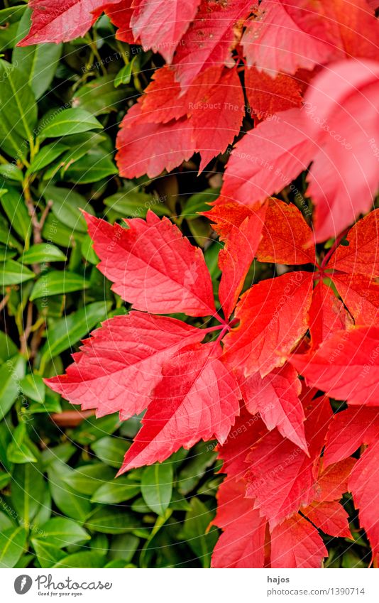 Leaves in autumn Beautiful Nature Plant Autumn Leaf Glittering Bright Dry Wild Yellow Pink Red Vine Seasons seasonably maiden vine discoloured colored Splendid