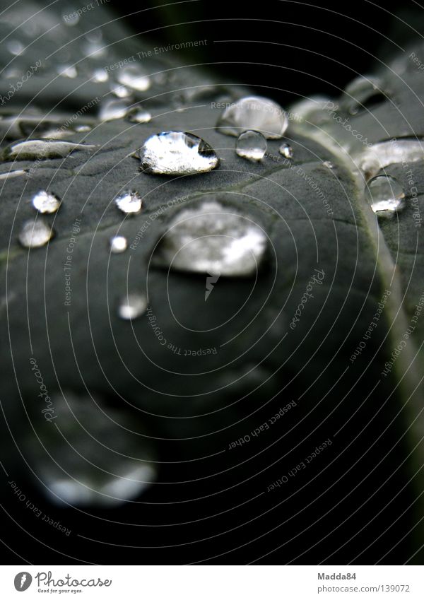 trickle Cauliflower Rain Vegetable garden Leaf droplets