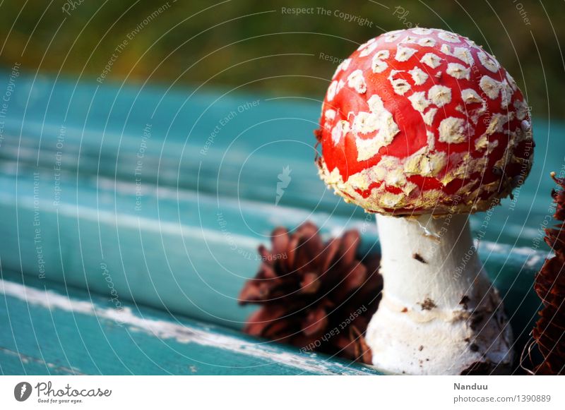 lucky devil Environment Nature Plant Autumn Mushroom Amanita mushroom Cone Good luck charm Happiness Blue Multicoloured Red Turquoise White Euphoria Poison