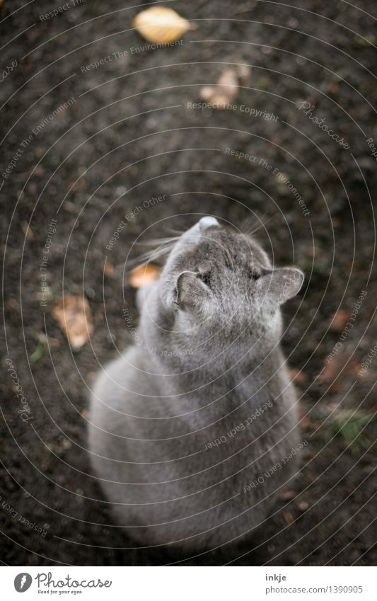 The cat who never walked out of the way. Earth Autumn Leaf Pet Cat 1 Animal Crouch Brown Gray Tone-on-tone Colour photo Subdued colour Exterior shot Deserted