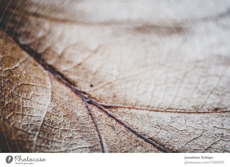 Autumn I Environment Plant Tree Leaf Forest Esthetic Brown Rachis Leaf filament Underside of a leaf Fascinating Detail Life Wonder Nature Attentive