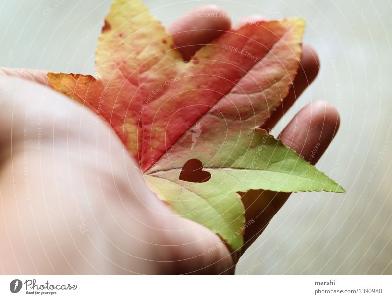 A handful of autumn Nature Plant Autumn Leaf Moody Maple tree Autumnal Hand Heart Sincere Love Beautiful Colour photo Multicoloured Exterior shot Close-up