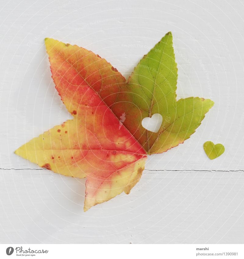 autumn love Nature Plant Autumn Leaf Emotions Moody Autumnal Maple tree Heart Infatuation Love Seasons Multicoloured Colour photo Interior shot Studio shot