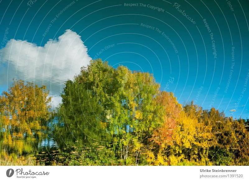 Autumn in the lake Environment Nature Landscape Plant Water Sky Clouds Beautiful weather Tree Bushes Lakeside Pond Illuminate Wet Natural Warmth Calm