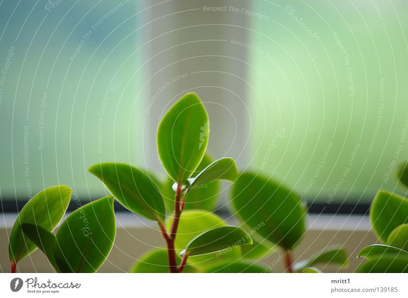 it greenens so greenly Window Depth of field Flower flower cutout green-white Nature in the living room flowerless