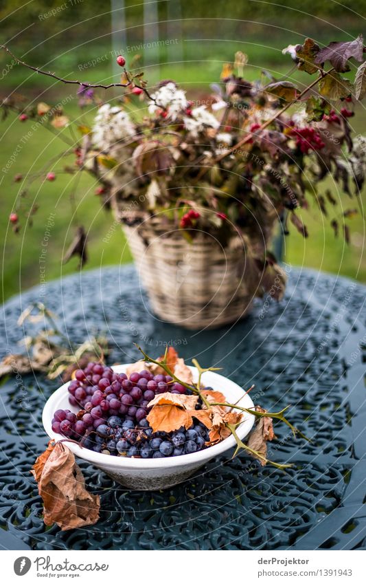 Still life outdoors Art Work of art Environment Nature Plant Animal Autumn Foliage plant Agricultural crop Wild plant Emotions Acceptance Endurance Curiosity