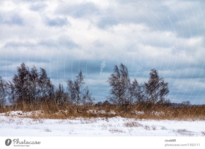 Trees in winter Vacation & Travel Winter Nature Landscape Clouds Climate Snow Coast Cold Calm Boddenlandscape NP Common Reed Mecklenburg-Western Pomerania Sky