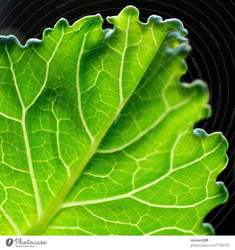 Kohlrabi leaf against the light. Leaf Vessel Vegetable Kitchen Nutrition Horticulture Nature Sowing Agriculture Germany Black Macro (Extreme close-up) Fresh