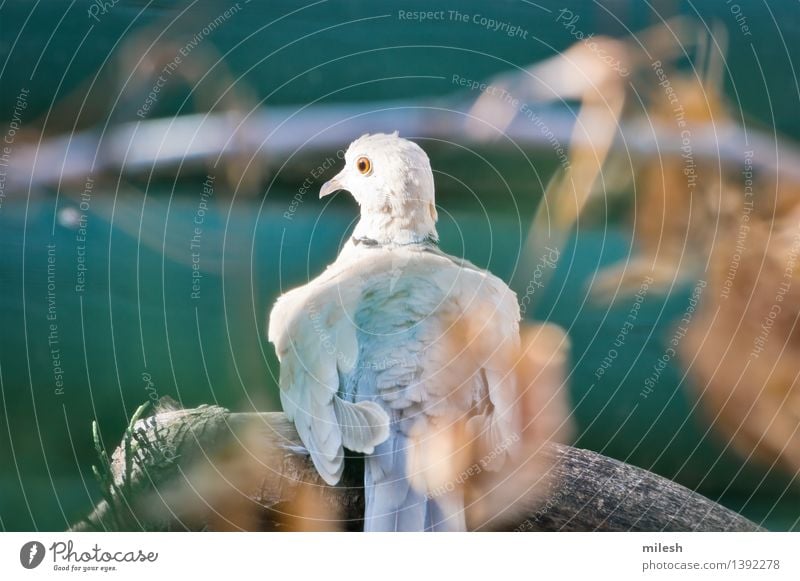 Ring-Necked Dove Stretches it's Neck Animal Bird 1 Observe Sit Free Cute Wild Blue Brown Gray Green Orange White Wildlife alert avian Beak branch Cautious