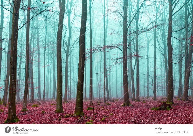 Magic forest in red and turquoise Spring Autumn Fog Tree Leaf Forest Dream Red Turquoise Surrealism magic fantasy Enchanted forest Enchanted wood Mystic