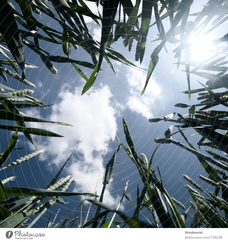 Sunbeam Clouds Under Grass Wheat Green Biology Organic Plant Ecological Electricity Alternative Summer Fresh Physics Calm Boredom Ear of corn Wide angle Sky