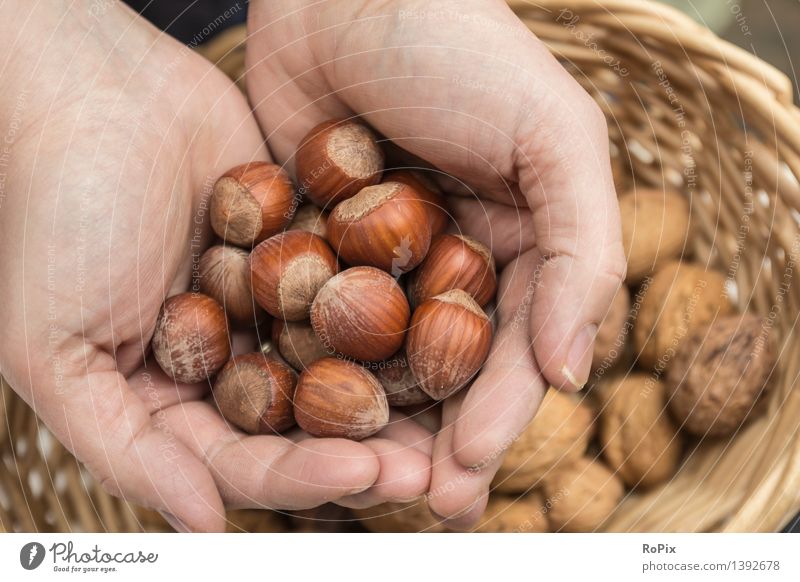 halzelnut Food Fruit Hazelnut Organic produce Vegetarian diet Diet Healthy Healthy Eating Fitness Life Well-being Calm Leisure and hobbies Garden Gardening