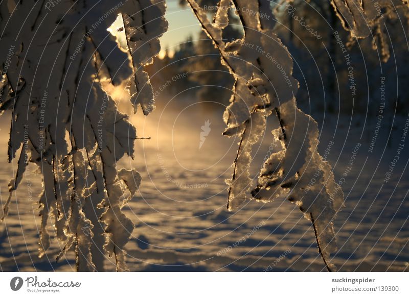 Winter sunset in Sweden Sunset Express train cold coldness snow silence