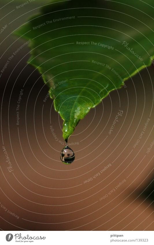 watery I Environment Nature Plant Water Drops of water Autumn Rain Leaf Wild plant Wet Colour photo Exterior shot Close-up Detail Macro (Extreme close-up)