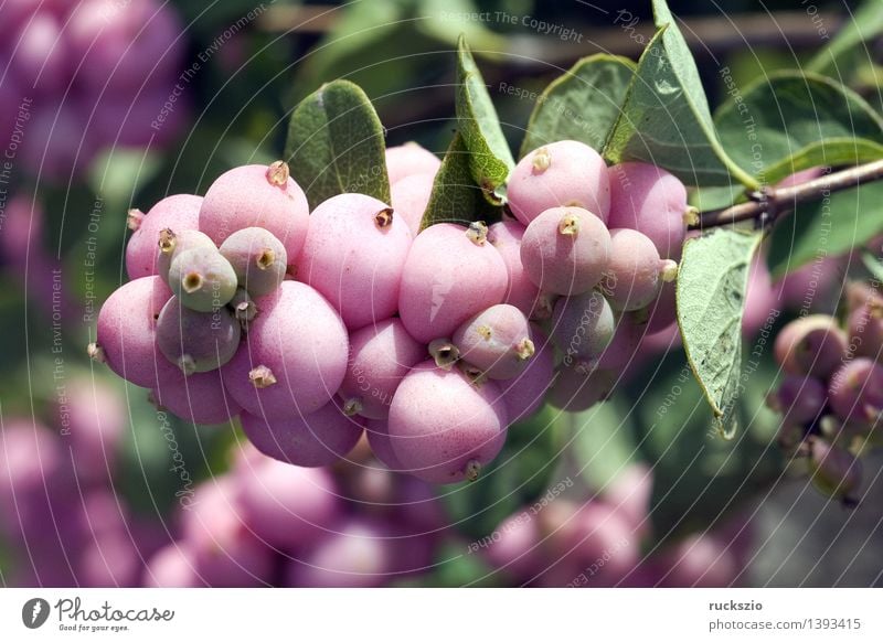 Snowberry; Scarlet Pearl, Nature Plant Pink pharmacy garden Berries Botany Garden plants Poisonous plant Medicinal plant intoxication Symphoricarpos Chenaultii