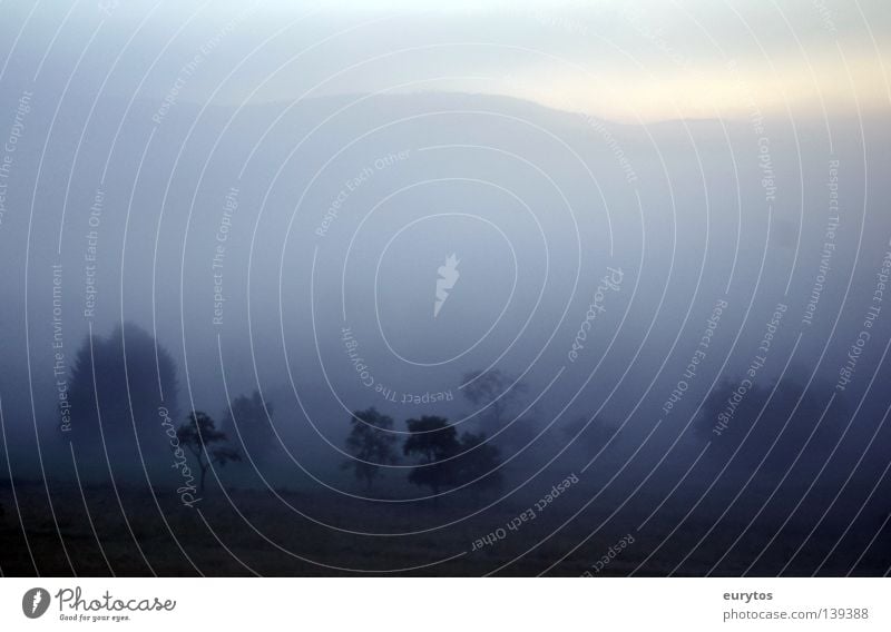 Just before sunrise... Dew Morning Fog Tree Landscape Bushes Fantastic Beautiful Sunrise Sunbeam Meadow Pasture Worst case scenario Valley Mountain Horizon