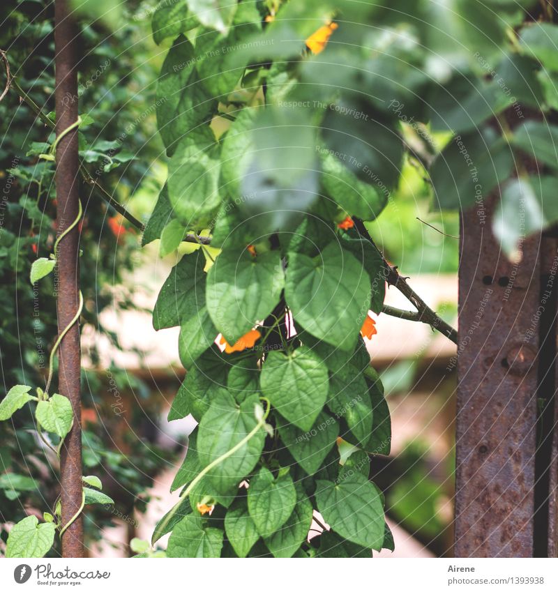 0815 AST | ranking Plant Leaf Blossom Foliage plant Creeper Garden Garden door Grating Metal Rust Hang Growth Green Orange Blossoming Climbing Tendril