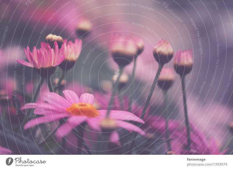 flower meadow Nature Plant Meadow Athletic Beautiful Pink Blossom Flower Colour Flower stem Meadow flower Flower meadow Green Shallow depth of field Delicate